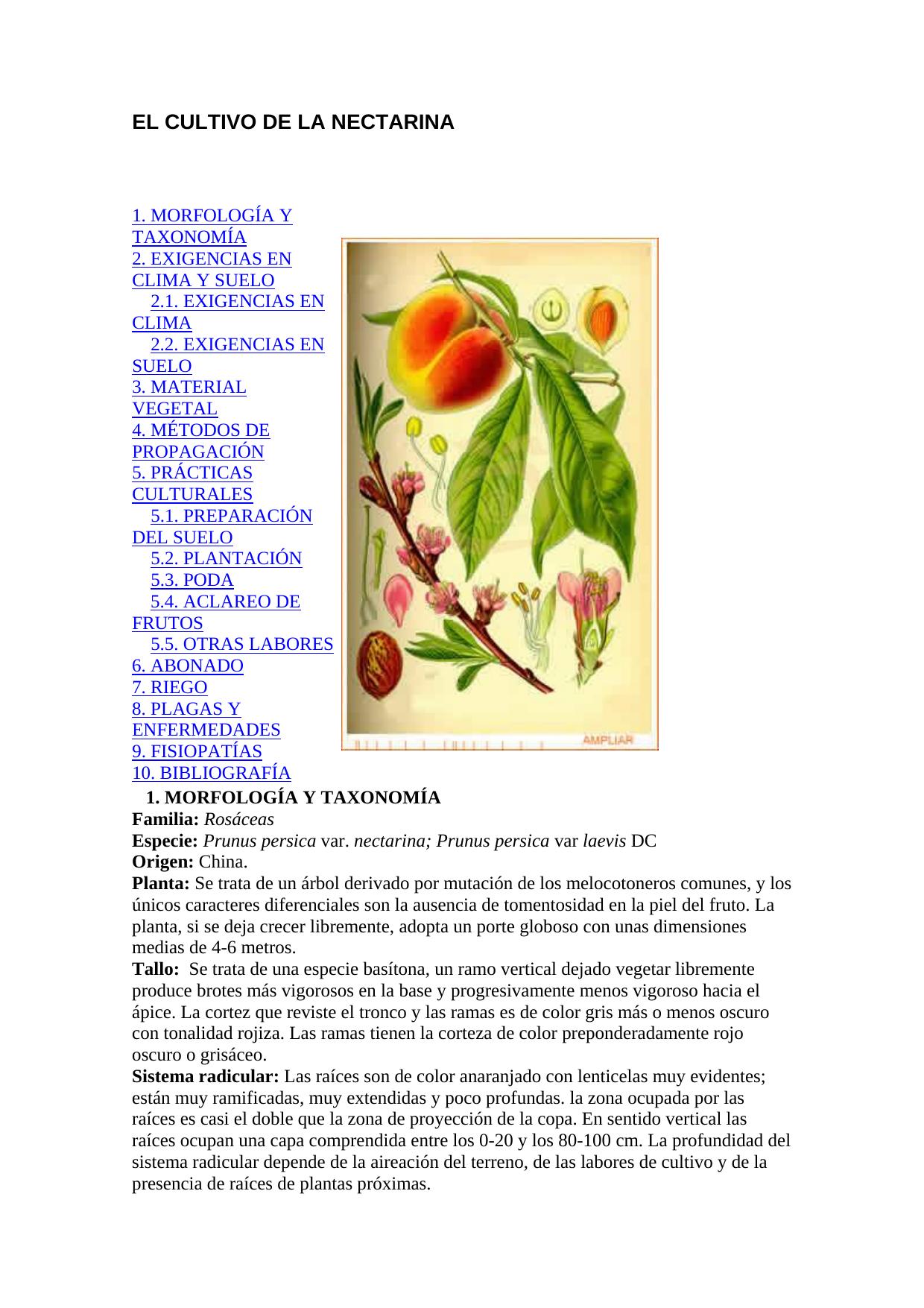 Microsoft Word - EL CULTIVO DE LA NECTARINA.doc